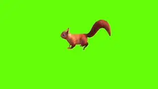 Walking squirrel green screen।cartoon green screen। squirrel green screen। ostad animation