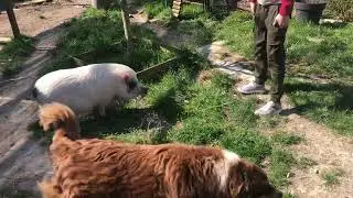 Мой любимый мини свинья Мари. My favorite mini pig Mary