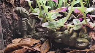Tiger Leg Monkey Tree Frogs Get a New Vivarium!