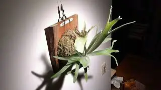 小鹿有角 - P. Veitchii cv. Lemoinei timelapse 檸檬鹿角蕨成長縮時攝影（四）