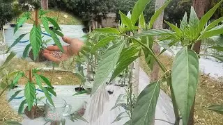 2 Types of Best Npk Fertilizer For Chili Plants | Npk 16 16 Fertilizer Npk 15 15 Fertilizer Part 5