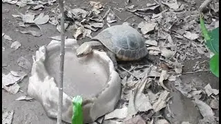 Chinese box turtle/yellow-margined box turtle ( Cuora flavomarginata ) in Taipei Zoo 愛泡澡的食蛇龜/黃緣閉殼龜 !