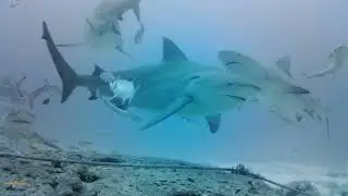Shark dive 