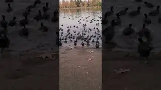 coots are running