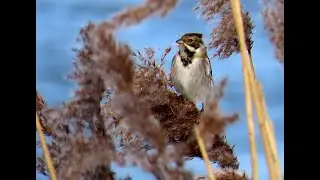 1286. Strnad r&aacute;kosn&iacute;, Common Reed Bunting, Rohrammer, Rietgors, Тростниковая овсянка, Potrzos