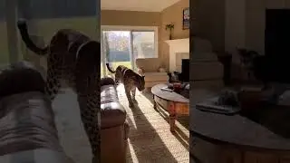 Is This Real? When a leopard breaks into a house, it never expected THIS to happen⋯⋯