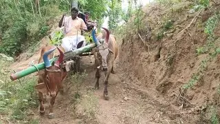 Bullock | Bullock Cart agriculture land | Bullock Cart driver in down place