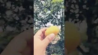 aam khao
