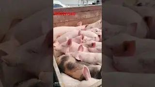 Pig Supply Shantipur To Bong🐖🐖 No.9932211540/9614224896