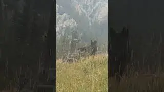 Wolf Runs at Hunter!