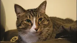 Funny cats - How Cat Yousuke spends free time