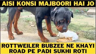 Rottweiler Bubzee Ki Aisi Kya Majboori Thi Jo Road Pe Padi Sukhi Rotiyaan Khaani Pad Rahi Hai ?