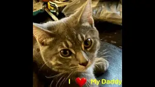 1 Year Old Tokebelly Kitten Hugs His Daddy Everyday After Work