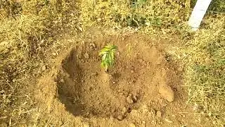 ashopalav 15/12/2022