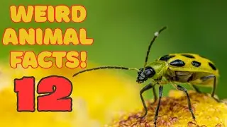 The Most Colourful Insects You&rsquo;ve Never Seen!