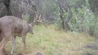 Texas Hill Country Wildlife (December, 2024)
