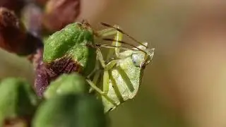 shield bug having a feed #nature #macro shorts