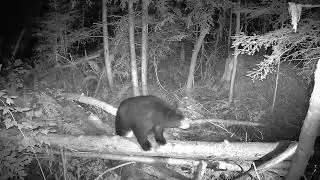 GardePro Trail Camera - I have four cameras at this end of the log and three on the other end.
