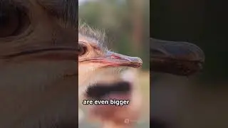 Ostrich Eyes  Nature's Biggest Surprise! #facts #wildlifeentertainment #animals #shorts