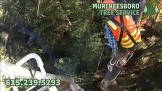 Professional Tree Removal Murfreesboro
