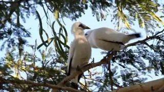 Bali Mynas (Leucopsar rothschildi)