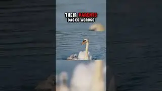 Top Ten Animals with the Best Parenting Skills: Swans