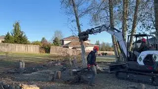 some trees down