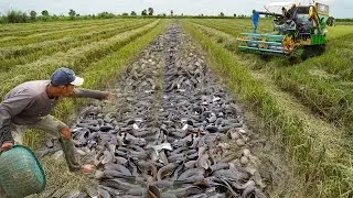 How to Successfully Catch Copper Snakehead Fish