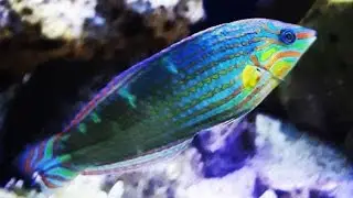 14 - Aqu&aacute;rio Marinho - Melanurus + Planarias