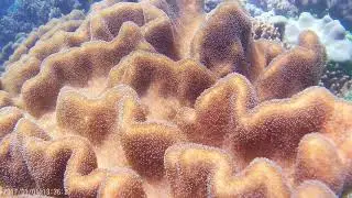 Soft Alcyonacea Underwater from Kendin