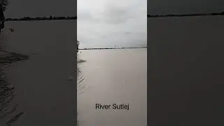 Flood in River Sutlej 2025 August.     #river #flood  #riversatluj #satlujnews