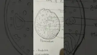 DIAGRAM OF PLAZMODIUM ||ZOOLOGY Assignment #assignment #zoology #share#diagram#plazmodium#chemistry