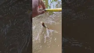 Amazing Hook Fishing #shorts #hookfishing #fishingvideo #youtubeshorts #fishing