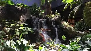 Lobby Waterfall at the Polynesian Resort, Walt Disney World 05-16-2014