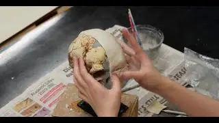 Combining art and science, BYU student reconstructs skulls for Life Sciences evolution display