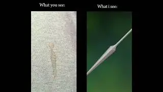 A stain on my school tracksuit vs. Hornet's needle