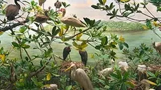 Birding at the Museum: Dioramas and Conservation