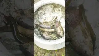 Best Fishing video in village #fishing