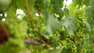 Winemaker Notes | 2018 Chardonnay, Kite Tail
