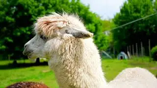 These alpacas are cuteness overload!
