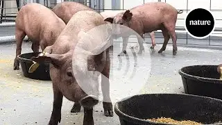 Gene edits move pig organs closer to human transplantation