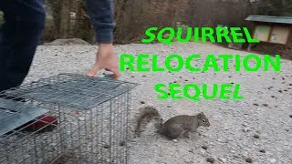 Squirrel Relocation sequel | The Creature Catcher