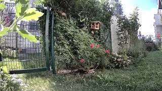 Kohlmeise an Futterstelle