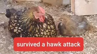 Mama Hen & Oakley Chick Survived A Hawk Attack