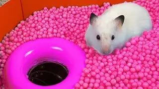 🐹 Hamster Escapes the Creative Maze for Pets in real life 🐹 in Hamster Stories