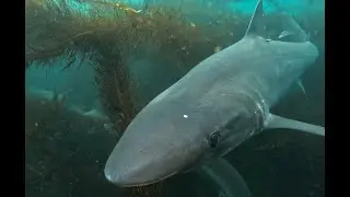 Diving with Tope Sharks in La Jolla, CA