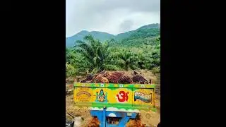 #palm oil fields