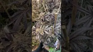 Growing with cyco nutrition and tnb naturals
