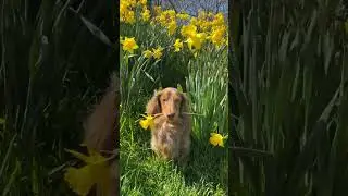 Sending you some sunshine✨ #daffodils #daffodil #spring #flowers #dachshund #dogtok #dogsofttiktok