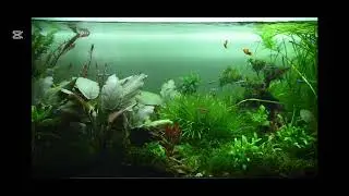 10 minutes of baby lullaby with fish deep sleep😴